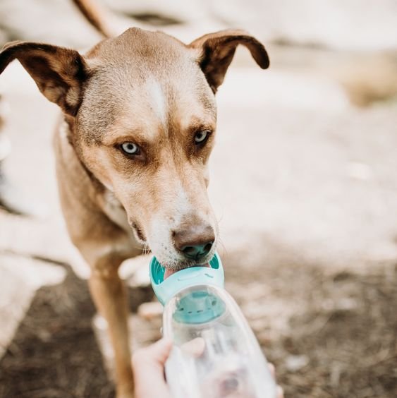 Portable Pet Water Bottle - Image 2