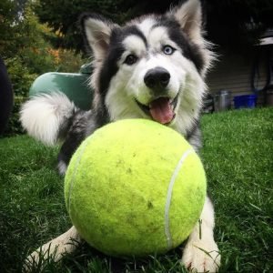Doggy Jumbo Tennis Ball