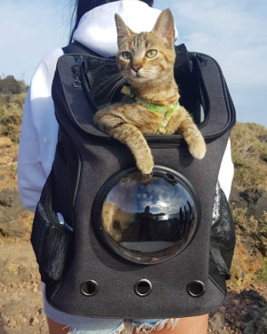 Hiking Travelling Cat Backpack For Large Cats