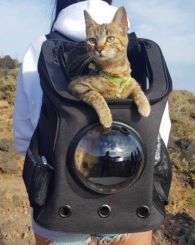 Hiking Travelling Cat Backpack For Large Cats