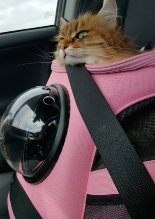 Hiking Travelling Cat Backpack For Large Cats - Image 24